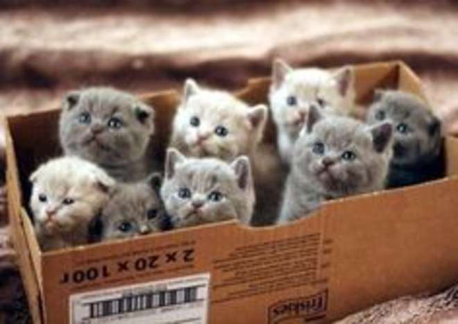 cat141-L.jpg
