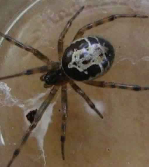 Comment Dit On Araignée En Anglais Une morsure d'araignée qui lui a brûlé une partie de son cou - e-zapping