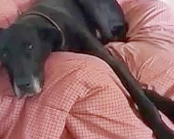 Chien-Se-Sauve-Chicane-Veux-Tu-Rire-685x275