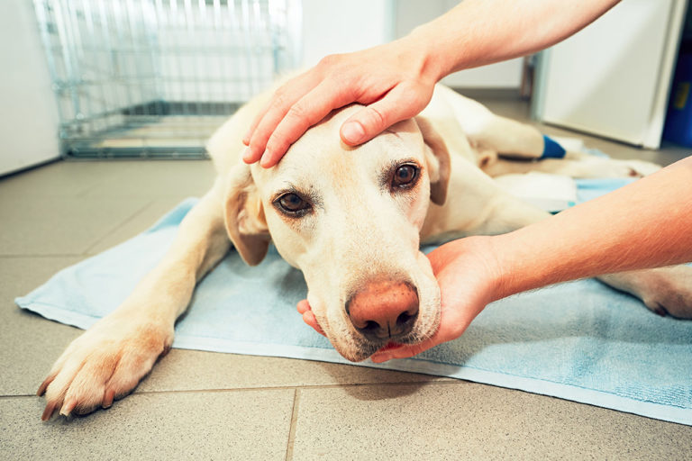 Tuer Son Chien Avec Du Doliprane La Parvovirose, le virus mortel qui touche de nombreux chiens en région